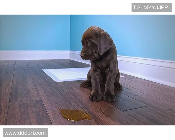 街舞新手必看：从零开始的比赛经验与技巧全面指南